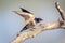 Barn Swallow in Millbrook, NY