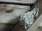 Barn Swallow Mud and Hay Nest on a Wooden Weathered Beam