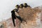 Barn swallow nest feeding