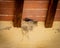 Barn swallow nest in old barn farmhouse in Tuscany Italy