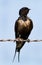 Barn swallow with oil on feather perched on fence