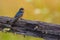 Barn Swallow on Old Wooden Fence