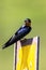 Barn Swallow ona a yellow sign with solid green background