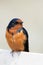 Barn Swallow Perched on a Fence