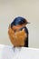 Barn Swallow Perched on a Fence Watching