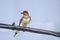 Barn Swallow perched with mud in beak for nest