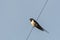 Barn Swallow perched on a wire