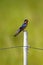 Barn Swallow perches on a post