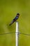 Barn Swallow perches on a post