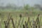 Barn swallow perching on bamboo stick