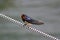 Barn swallow perching on a mooring line