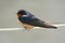 Barn Swallow Perching On Wire