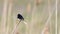 Barn Swallow on a Reed, Hirundo rustica