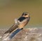 Barn swallow resting