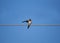 Barn swallow sits on a wire, lifting horizontally one wing