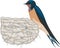 Barn Swallow Sitting on Nest Illustration