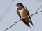 Barn Swallow sitting on a tree.