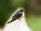 Barn swallow sitting on a wooden hand rail