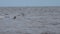 barn swallow slow motion flies over the waves and drinks water