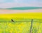 A Barn Swallow Watching the Canola Field