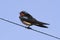 Barn Swallow on a wire