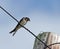 Barn Swallow on Wire
