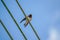 Barn Swallow on wire under blue sky background. A wire tailed swallow perched on cable. Bird sitting and rest on sunny summer day