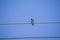 Barn Swallow on wire under blue sky background. A wire tailed swallow perched on cable. Bird sitting and rest on sunny summer day