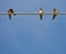 Barn Swallows