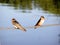 Barn Swallows