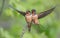 Barn Swallows