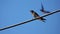 Barn Swallows in National Park Monfrague, Spain