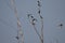 BARN SWALLOWS , PERCHED ON A BARE TREE IN THE MARSH