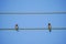 Barn Swallows on wire under blue sky background. Two wire tailed swallow perched on cable. Birds sitting and rest on sunny day