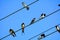 Barn swallows, Zagyvarekas, Hungary