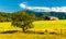 Barn, tree and view of the Appalachians in the Shenandoah Valley