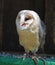 Barn - Tyto alba - owl posing