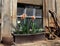 Barn Windowsill with Daffodils