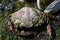 Barnacle Coated Crab Shell