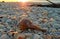 Barnacle-covered Whelk Shell on the Beach