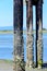 Barnacle covered wood piers