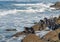 Barnacle fishermen work in Galicia in an area with lots of waves and underground sea