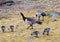 Barnacle geese with chicks - Arctic, Spitsbergen