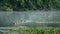 Barnacle geese on the Dune Lake in morning light. Waterscape