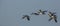 Barnacle Geese in flight