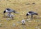 Barnacle geese with goslings - Arctic, Spitsbergen