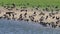 Barnacle geese and great cormorants along lakeside, Holland