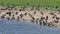 Barnacle geese, greylag geese and great cormorants, Holland