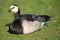 Barnacle goose