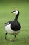 Barnacle goose